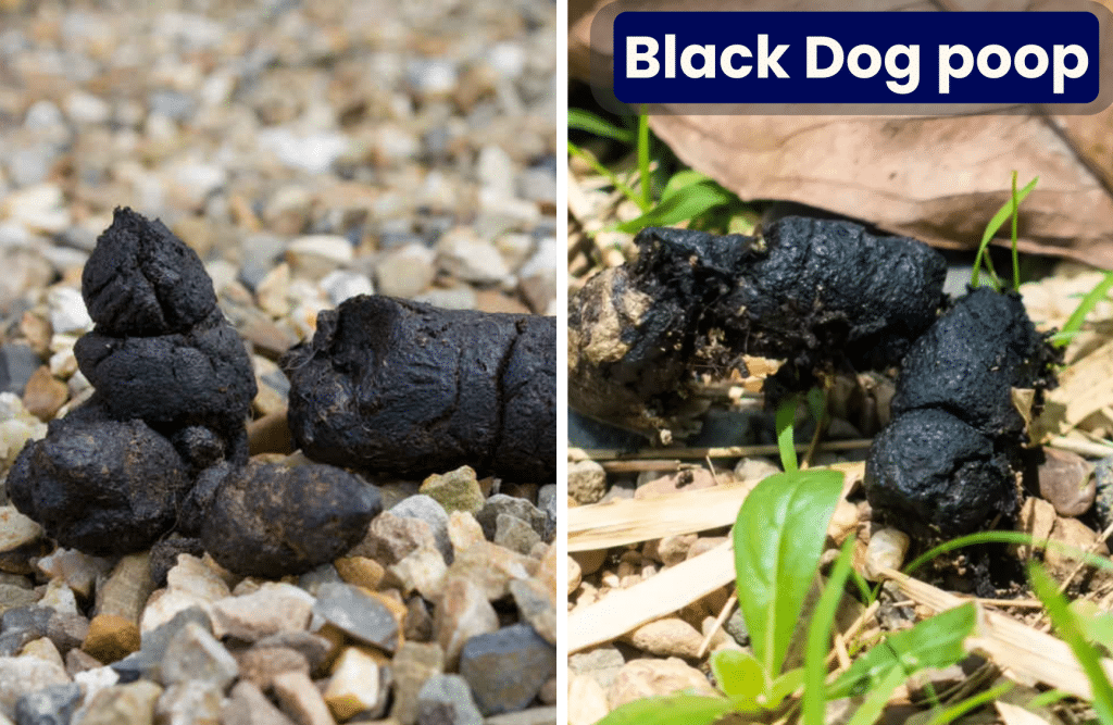 black dog poop