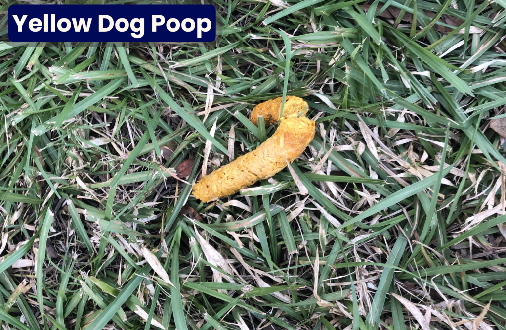 dog poop yellow