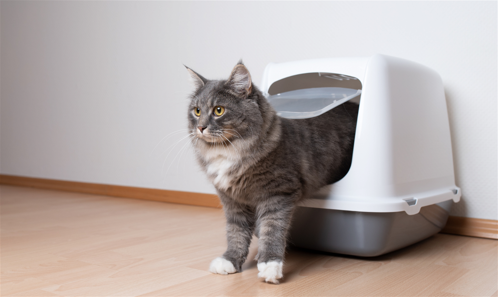 attract cat to new litter box