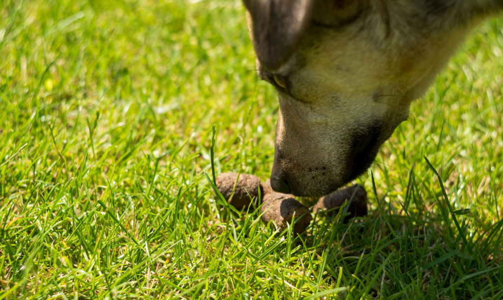 how can i stop my dog from eating poop