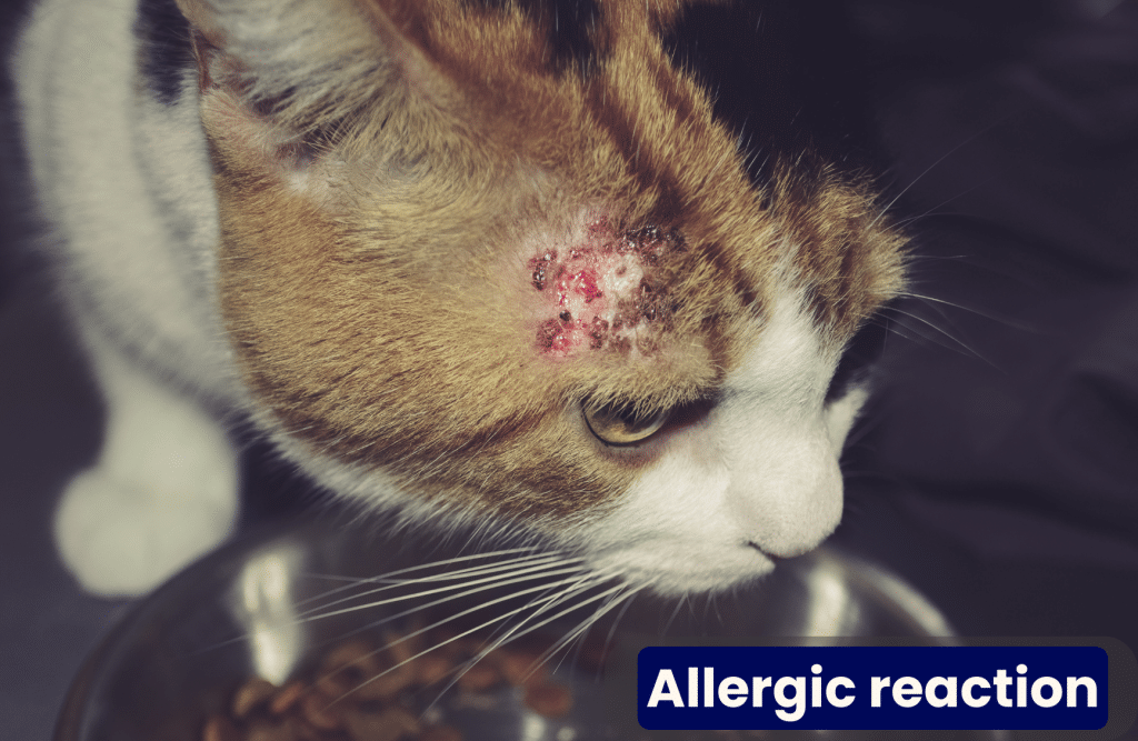 cat allergic reaction scabs