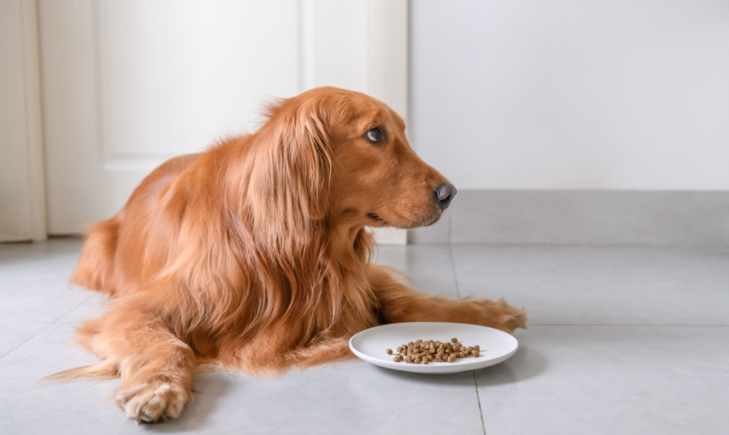 home remedies for a sick dog not eating