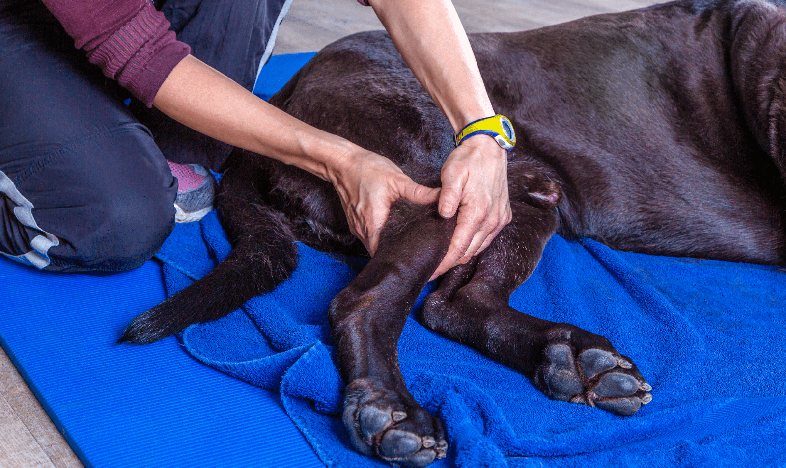 how to massage a dog with a torn acl