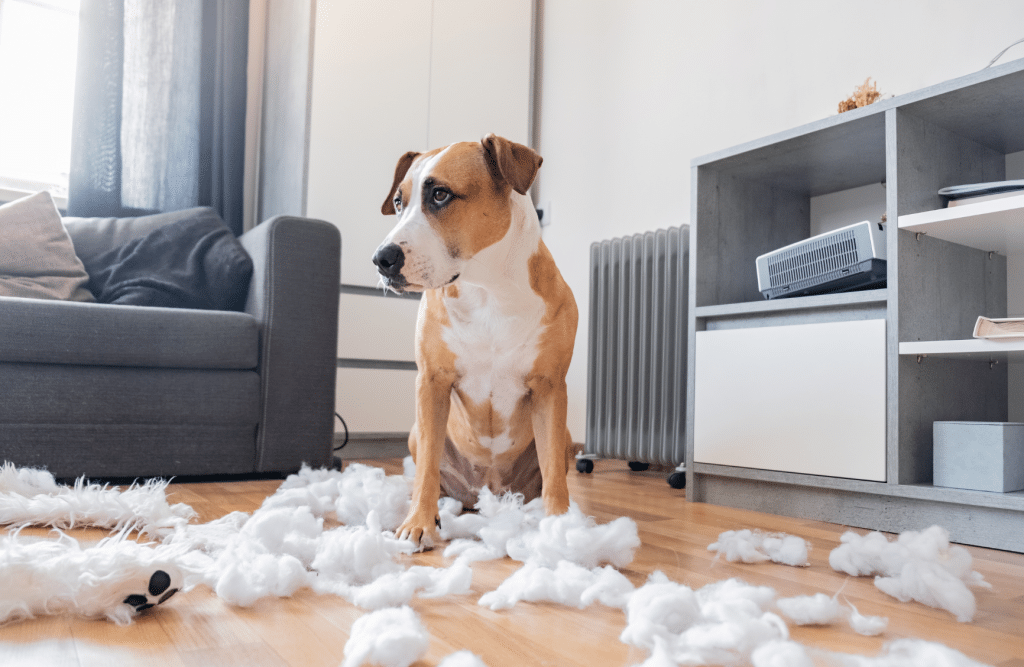 dog destructive behavior