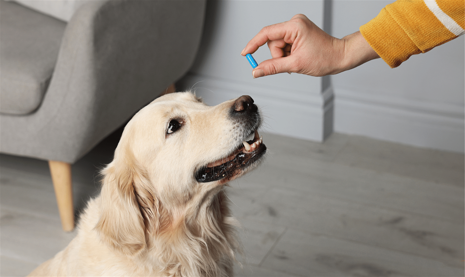 Should a dog take a probiotic every day