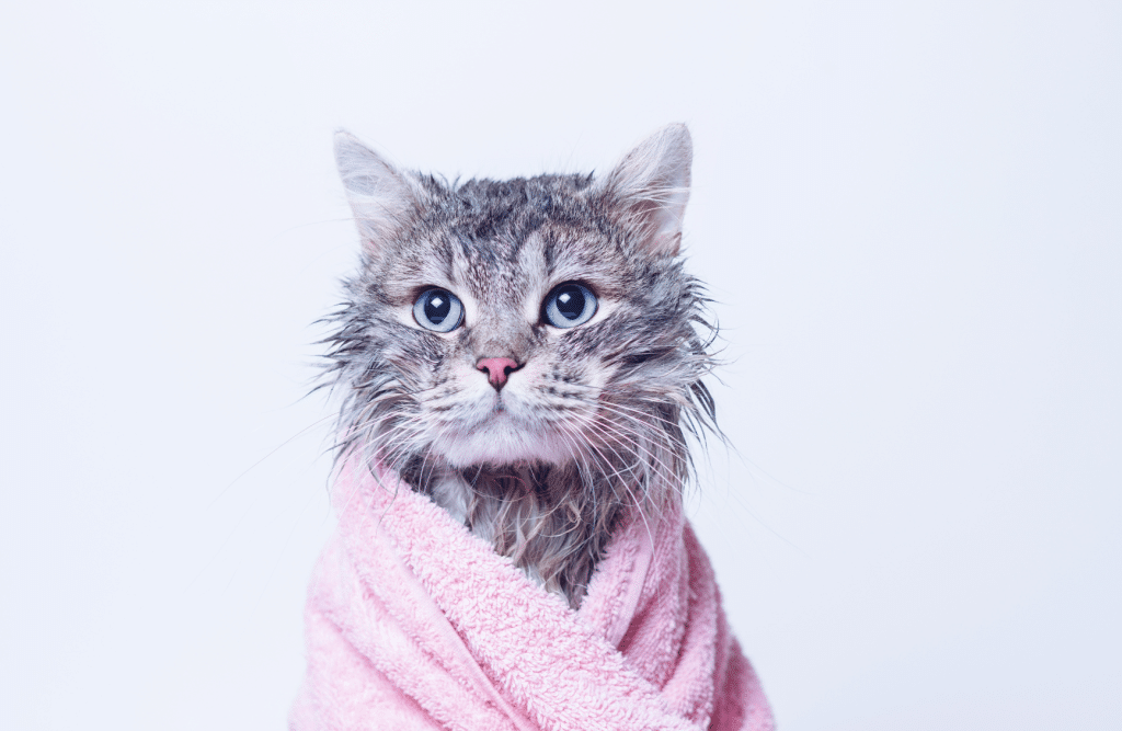 drying a cat after a bath